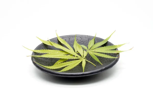 Cannabis Aislado Sobre Fondo Blanco Marihuana Hojas Cannabis Verde Fresco —  Fotos de Stock