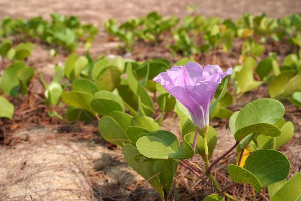 Beach morning glory (pomoea pes-caprae) also known as bayhops, bay-hops, or goat\'s foot, is a common pantropical creeping vine belonging to the family Convolvulaceae.