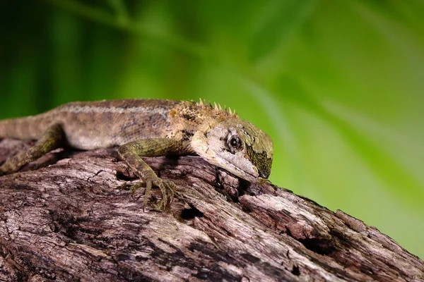 stock image Common garden lizard molting on the tree in night time. Selective focus with copy space