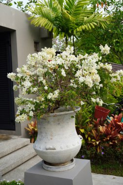 Bahçe fikirleri. Bahçe dekorasyonu için saksıda kağıt çiçek (Bougainvillea glabra). Kartonpiyer genellikle açık hava süs bitkisi olarak kullanılır.