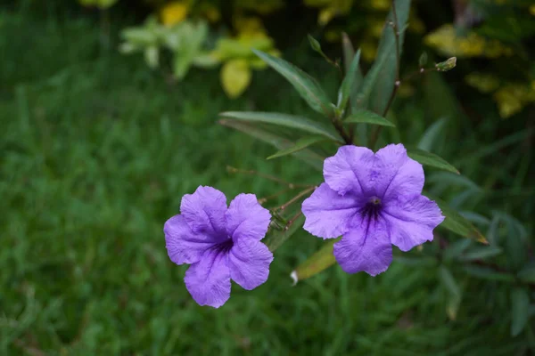 stock image Gardening ideas. Mexican Petunias (Ruellia Simplex) an easy-care beauty flowering plant with sweet purple flowers. Selective focus