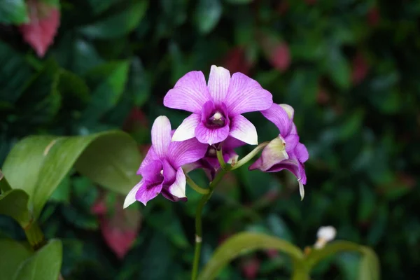 Orchidea Bellissimi Fiori Orchidea Fuoco Selettivo — Foto Stock