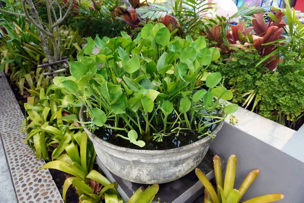 stock image Gardening ideas.Yellow velvetleaf (Limnocharis flava) commonly known as sawah flower rush, sawah lettuce is a species of aquatic flowering plant