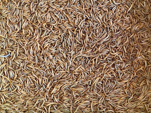 Mealworms Mealworms Larval Form Yellow Mealworm Beetle Tenebrio Molitor Species — Stock Photo, Image
