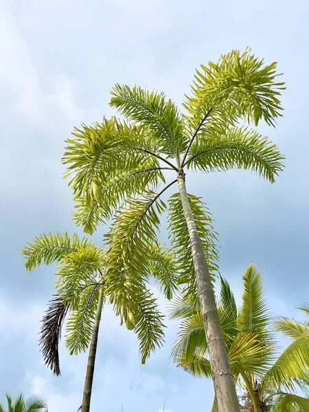 Palm Trees Tropical Palm Tree Foxtail Palm Tree — Stock Photo, Image