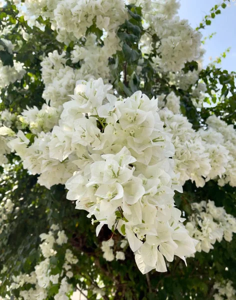 Beyaz Kağıt Çiçekler Seçici Odaklanma Kartonpiyer — Stok fotoğraf