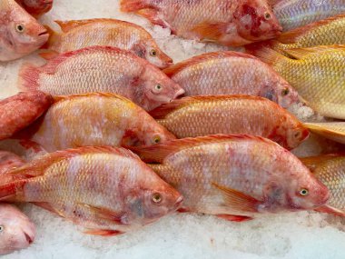 Kırmızı Tilapia balığı. Markette taze kırmızı tilapia balığı.