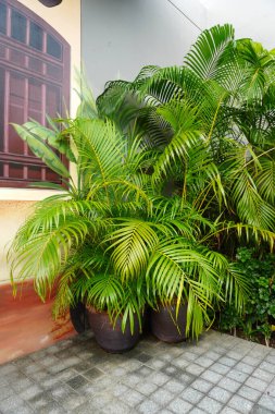 Bahçe fikirleri açık hava dekorasyonu için tencerede sarı palmiye (Dypsis lutescens) kullanılırdı. Altın kamış palmiyesi veya Madagaskar palmiyesi