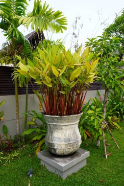 Bahçe fikirleri. Bent timsah bayrağı (Thalia geniculata), ok kökü ya da bahçe dekorasyonu için saksıya dikilmiş ateş bayrağı. Tropikal ya da Bali tarzı bahçıvanlık için saksıda su bitkileri
