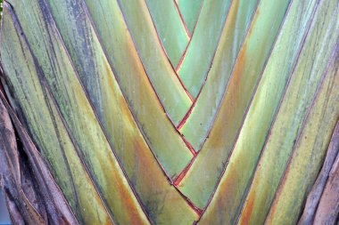 Gezgin palmiyesi (Ravenala madagascariensis) arka plan ve dokuyu kapat