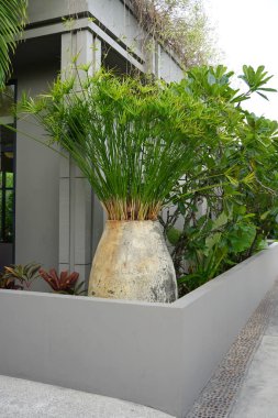 Bahçe fikirleri. Şemsiye papirüsü (Cyperus alternifolius), şemsiye seti veya şemsiye palmiyesi saksılara, göletlere ve bir ev bitkisi olarak ekilmiştir..