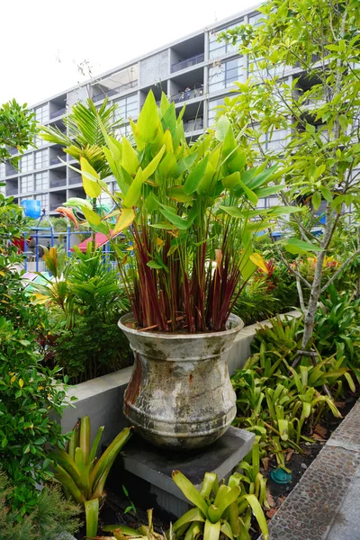 Gardening ideas. Used Bent alligator-flag (Thalia geniculata) or arrowroot or fire-flag planted in pot for outdoor garden decoration. Aquatic plants in pot for tropical or Bali style gardening
