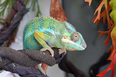 Bukalemun. Renkli bukalemun, popüler egzotik hayvanlar. Seçici odak