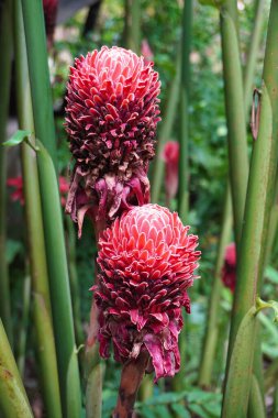 Meşale zencefili (Etlingera elatior) olarak da bilinir. Kızıl zambak, meşale çiçeği, meşale zambağı, yabani zencefil, kombrang, kecombrang, bunga kantan, Filipin balmumu çiçeği, dala ve porselen gül olarak da bilinir.