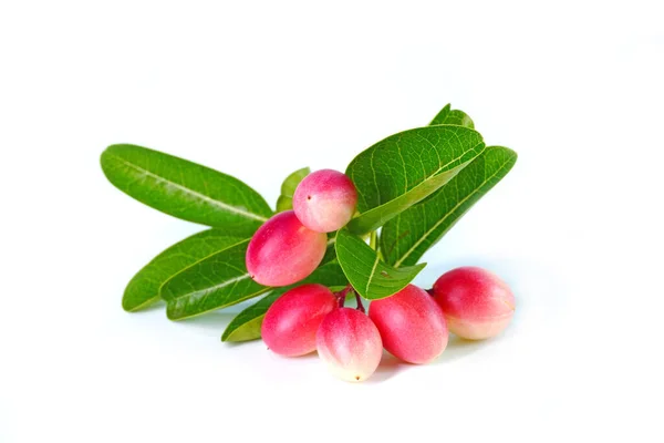 Stock image Bengal currant isolated on white background. Bengal currant (Carissa carandas) or Christ's thorn, Carandas plum, Karonda, Karanda and Kanna.