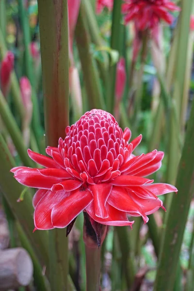 stock image Torch ginger (Etlingera elatior) also known as ginger flower, red ginger lily, torchflower, torch lily, wild ginger, combrang, kecombrang, bunga kantan, Philippine wax flower, dala and porcelain rose