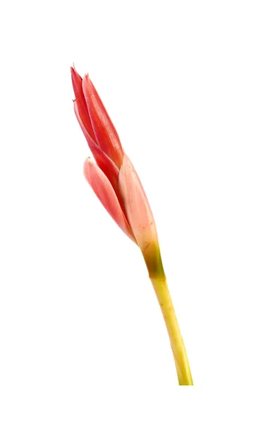 Imbir Pochodni Izolowany Białym Tle Ginger Kwiat Czerwony Imbir Lilia — Zdjęcie stockowe
