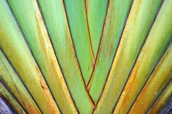 Reisende Palme Ravenala Madagascariensis Nahaufnahme Hintergrund Und Textur — Stockfoto