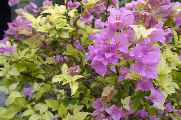 Garden ideas. Paper flower (Bougainvillea glabra) for garden decoration. Paperflower is used commonly as an outdoor ornamental plant