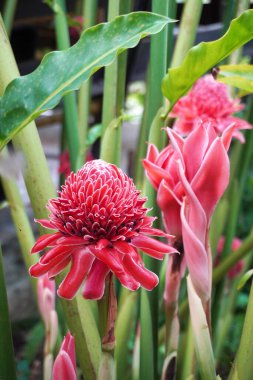 Meşale zencefili (Etlingera elatior) olarak da bilinir. Kızıl zambak, meşale çiçeği, meşale zambağı, yabani zencefil, kombrang, kecombrang, bunga kantan, Filipin balmumu çiçeği, dala ve porselen gül olarak da bilinir.