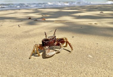 Sahilde yengeç. Boynuzlu hayalet yengeç (Ocypode ceratophthalmus) ya da boynuz gözlü hayalet yengeç. Doğu Afrika kıyılarından Filipinler 'e, Japonya' dan Büyük Set Resifi 'ne kadar Hindistan-Pasifik bölgesinde yaşar.. 