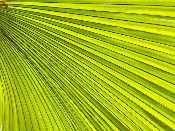 Tropical Green Palm Leaves Background Texture — Photo