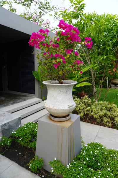 Garden ideas. Paper flower (Bougainvillea glabra) in pot for garden decoration. Paperflower is used commonly as an outdoor ornamental plant