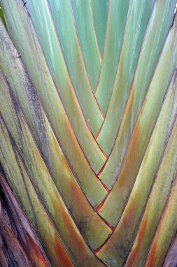 Gezgin palmiyesi (Ravenala madagascariensis) arka plan ve dokuyu kapat