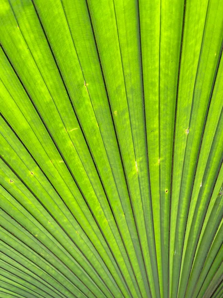 Tropical Green Palm Leaves Background Texture 스톡 사진