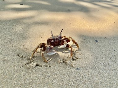 Sahilde yengeç. Boynuzlu hayalet yengeç (Ocypode ceratophthalmus) ya da boynuz gözlü hayalet yengeç. Doğu Afrika kıyılarından Filipinler 'e, Japonya' dan Büyük Set Resifi 'ne kadar Hindistan-Pasifik bölgesinde yaşar.. 