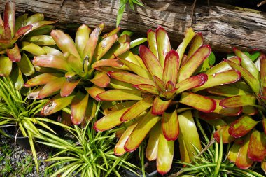 Bromeliad 'lar. Tropik bahçede renkli Bromeliad 'lar. Seçici odak