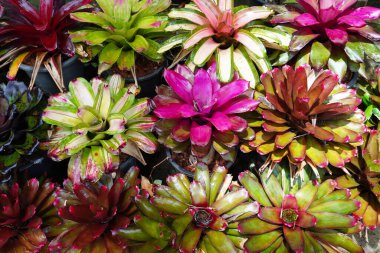 Bromeliad 'lar. Tropik bahçede renkli Bromeliad 'lar. Seçici odak