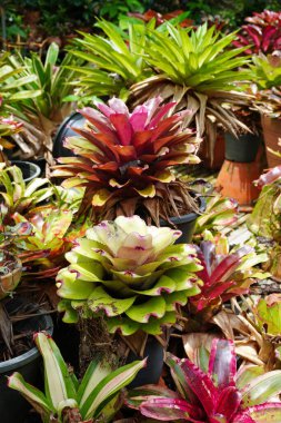 Bromeliad 'lar. Tropik bahçede renkli Bromeliad 'lar. Seçici odak