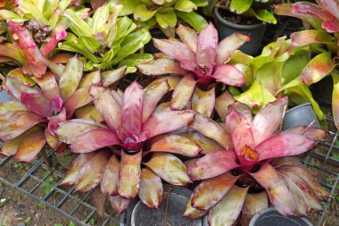 Bromeliad 'lar. Tropik bahçede renkli Bromeliad 'lar. Seçici odak