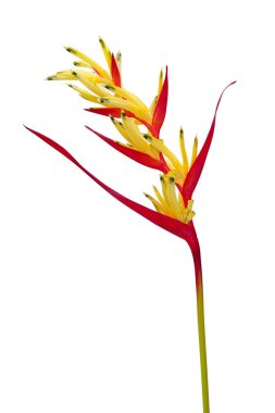 Heliconia beyaz arka planda izole edilmiş. Süslü çiçekler, papağan gagası (Heliconia psittacorum) papağan çiçeği, papağan çiçeği, papağan muz ya da sahte cennet kuşu olarak da bilinir.