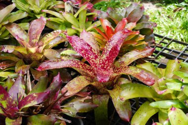 Bromeliad 'lar. Tropik bahçede renkli Bromeliad 'lar. Seçici odak