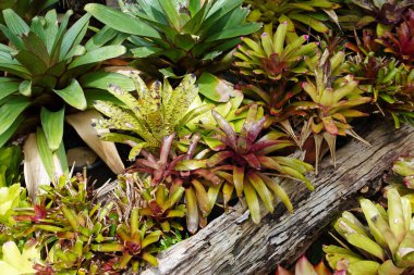 Bromeliad 'lar. Tropik bahçede renkli Bromeliad 'lar. Seçici odak