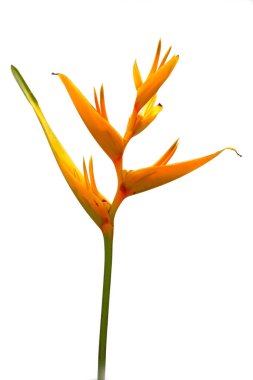 Süslü çiçekler: Heliconia (Heliconia x nickeriensis) Kesilen çiçekler için büyük bir sarmal, Heliconia marginalia ve H. psittacorum arasında bir melez. Beyaz arkaplanda izole.