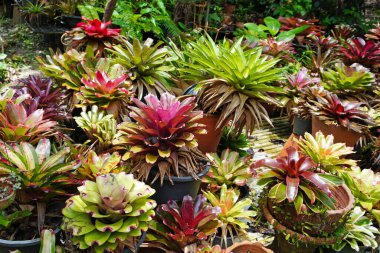 Bromeliad 'lar. Tropik bahçede renkli Bromeliad 'lar. Seçici odak