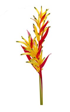 Heliconia beyaz arka planda izole edilmiş. Süslü çiçekler, papağan gagası (Heliconia psittacorum) papağan çiçeği, papağan çiçeği, papağan muz ya da sahte cennet kuşu olarak da bilinir.