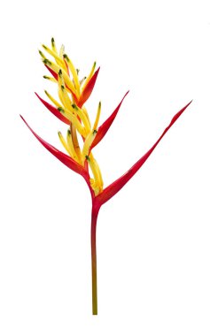 Heliconia beyaz arka planda izole edilmiş. Süslü çiçekler, papağan gagası (Heliconia psittacorum) papağan çiçeği, papağan çiçeği, papağan muz ya da sahte cennet kuşu olarak da bilinir.