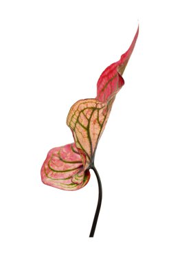 Beyaz arka planda izole edilmiş Caladium yaprağı. Renkli Caladium biclor yaprakları