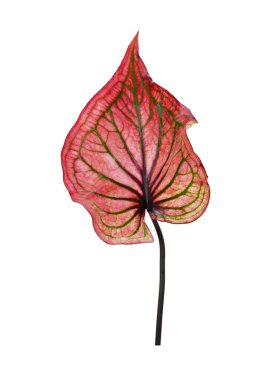 Beyaz arka planda izole edilmiş Caladium yaprağı. Renkli Caladium biclor yaprakları