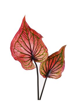 Beyaz arka planda izole edilmiş Caladium yaprağı. Renkli Caladium biclor yaprakları