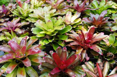 Bromeliad 'lar. Tropik bahçede renkli Bromeliad 'lar. Seçici odak