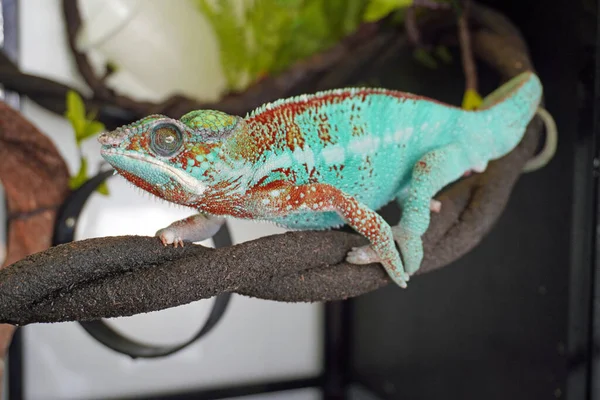 Chameleon. Colorful chameleon, popular exotic pets. Selective focus