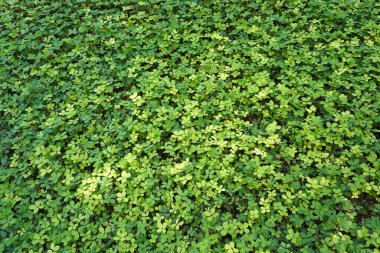 Bahçedeki yeşil bezelye halı çimenliği. Yaz yeşili arka plan