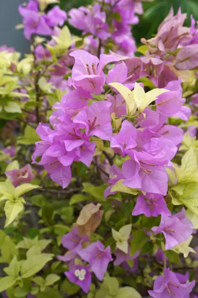 Garden ideas. Paper flower (Bougainvillea glabra) for garden decoration. Paperflower is used commonly as an outdoor ornamental plant