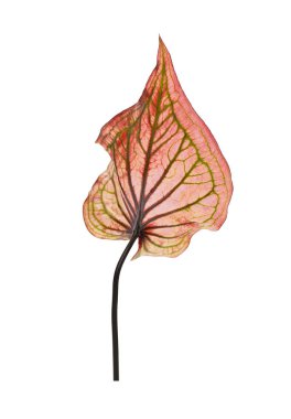Beyaz arka planda izole edilmiş renkli yapraklar. Caladium bicolor yaprakları