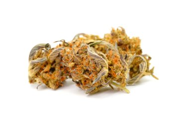 Beyaz arka planda izole edilmiş marihuana (Banana Daddy). Esrar izole edilmiş, seçici odaklanma 